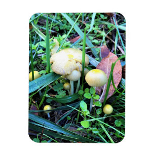 Niedliche gelbe Pilze, Oregon Magnet
