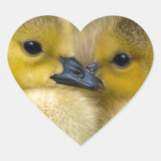 Niedliche Gelbfleckente, Babyenten Herz-Aufkleber