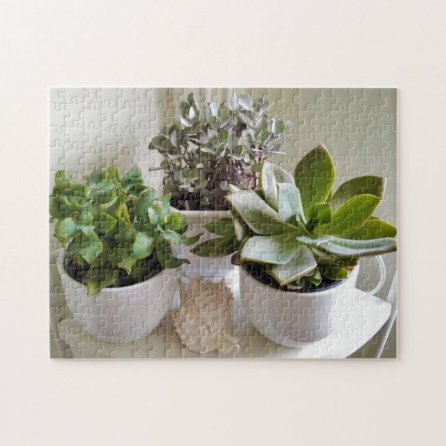 Niedliche gepolsterte Sukkulente mit Seashell-Foto (Horizontal)