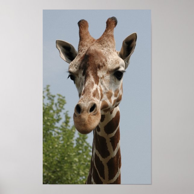Niedliche Giraffe Poster (Vorne)