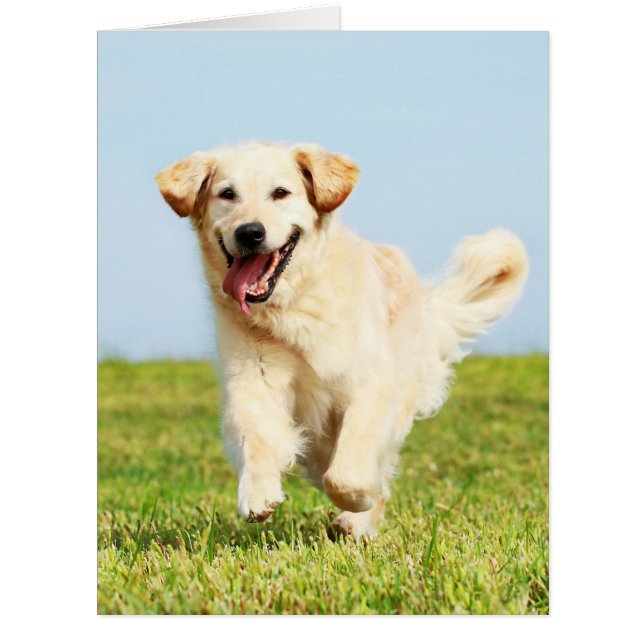 Niedliche Golden Retriever Welpe läuft auf Gras (Vorderseite)