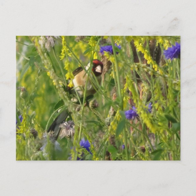Niedliche Goldfinch im Feld DIY für freilebende Bl Postkarte (Vorderseite)