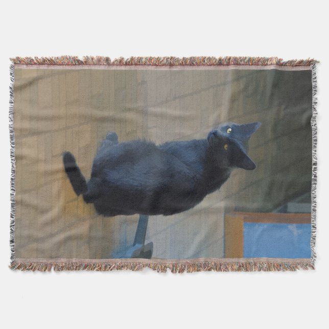Niedliche graue Farm Cat in Ranch Kitchen Decke (Vorderseite)