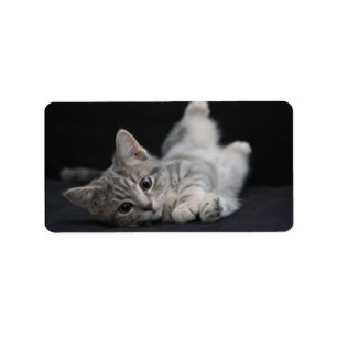 Niedliche graue Katze Adressaufkleber
