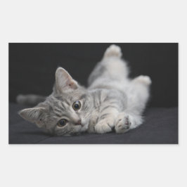 Niedliche graue Katze Rechteckiger Aufkleber