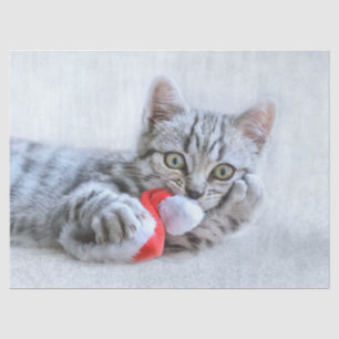 Niedliche graue Tabby Cat mit Weihnachtsmütze Weih Seidenpapier