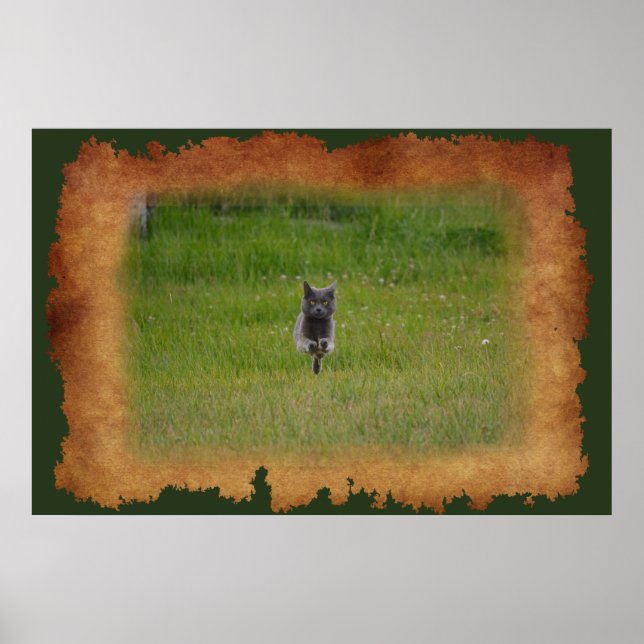 Niedliche Graukatze auf dem Grünen Gras Foto Poster (Vorne)
