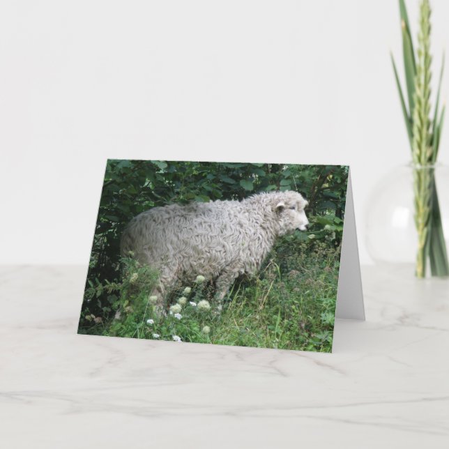Niedliche Greedy Sheep Eating Grußkarte Karte (Vorderseite)