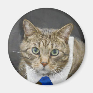 Niedliche grün-mit Augen braune Tabbykatze, die Magnet