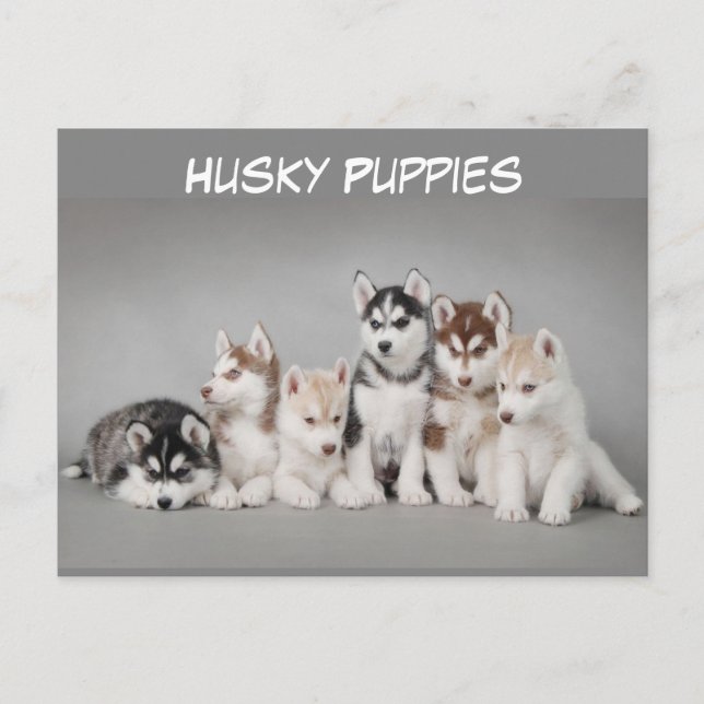 Niedliche Gruppe der Husky-Welpen Postkarte (Vorderseite)