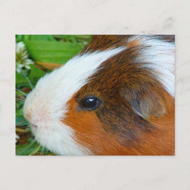 Niedliche Guinea Postkarte (Vorderseite)