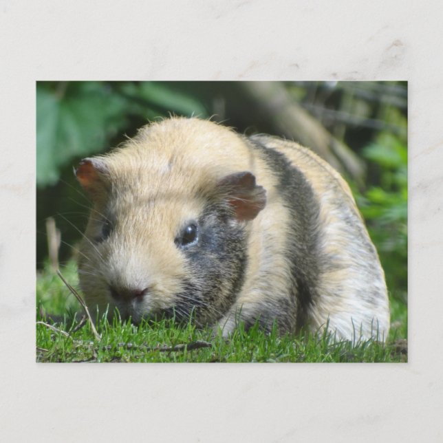 Niedliche Guinea Postkarte (Vorderseite)