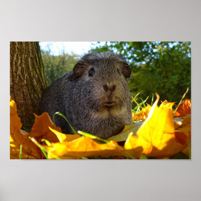 Niedliche Guinea Schwein in der Natur Poster (Vorne)