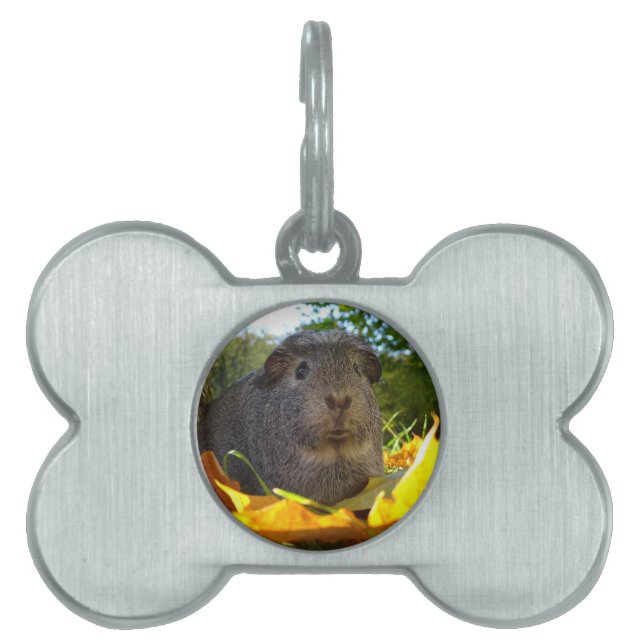 Niedliche Guinea Schwein in der Natur Tiermarke (Vorderseite)