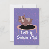 Niedliche Guinea Schweine