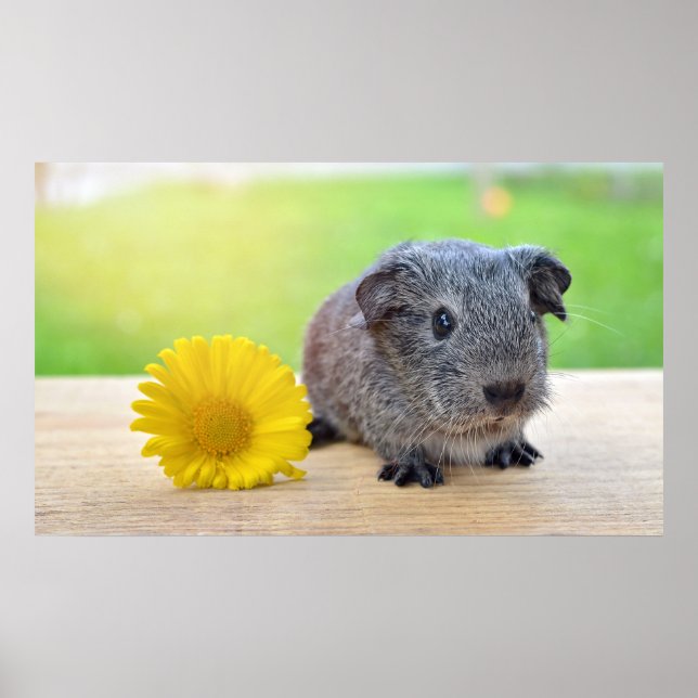 Niedliche Guinea Schweinefleisch mit Blume Poster (Vorne)