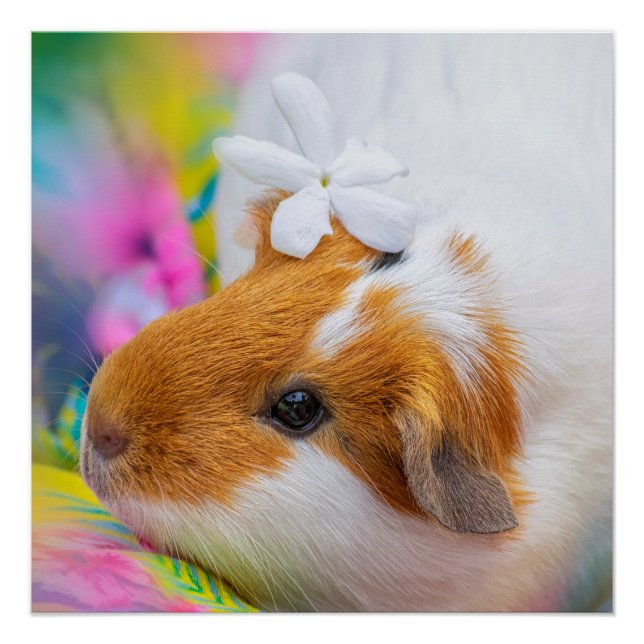Niedliche Guinea Schweinepest Poster (Vorderseite)