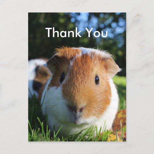 Niedliche Guinea Vielen Dank Postkarte (Vorderseite)