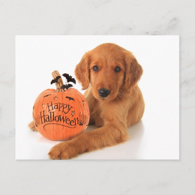 Niedliche Halloween-Welpe mit Kürbis Postkarte (Vorderseite)