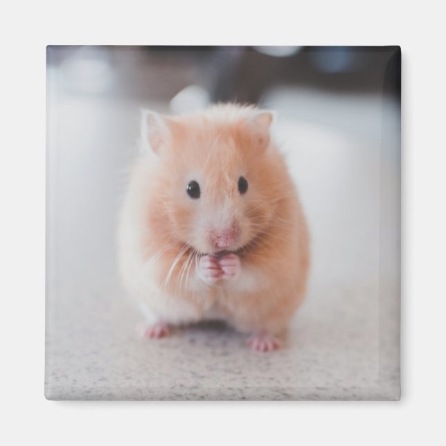 Niedliche Hamster-Liebe Magnet (Vorne)