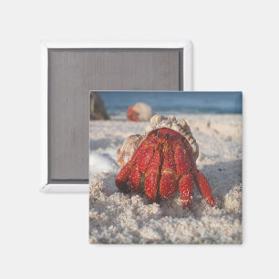 Niedliche Hermit Crab am weißen Sandstrand Nah-up Magnet