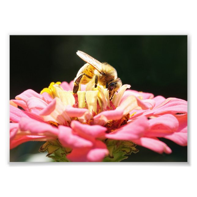Niedliche Honigbiene auf einer rosa Zinnia-Blume Fotodruck (Vorne)