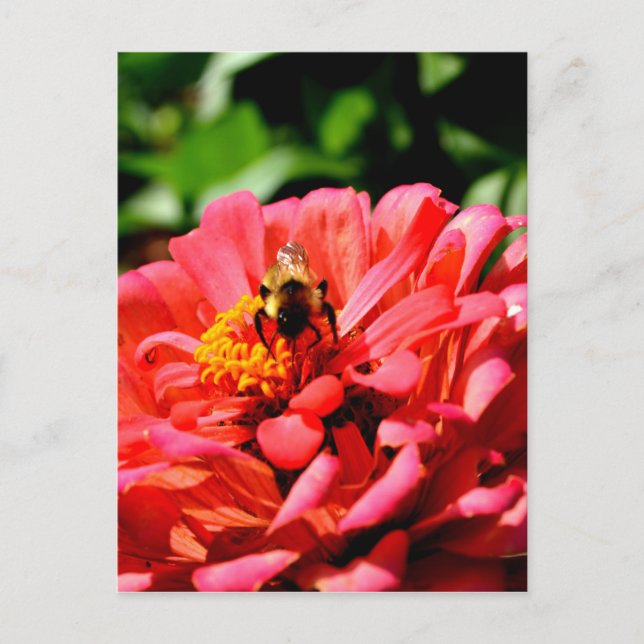 Niedliche Hummel aus roter Koralle Postkarte (Vorderseite)