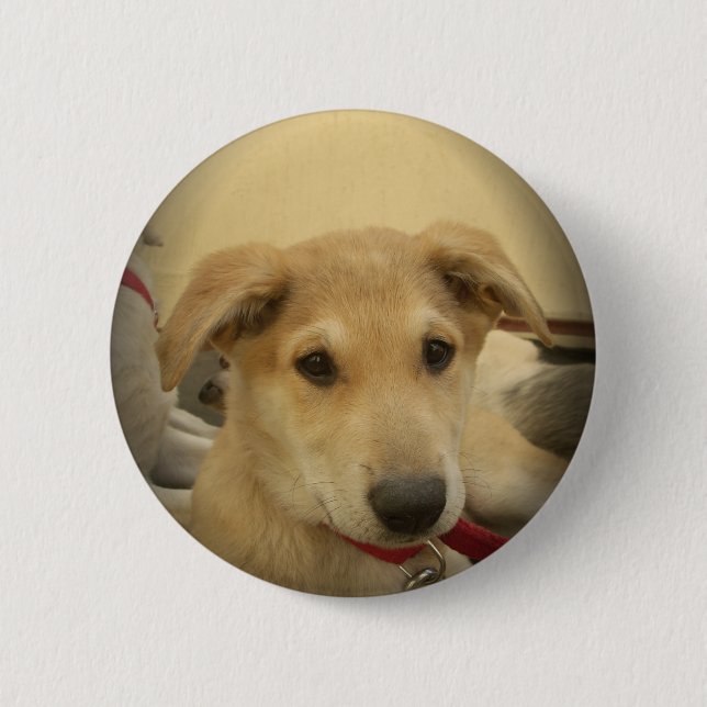Niedliche Hunde und Welpen Mans Second Best Friend Button (Vorderseite)