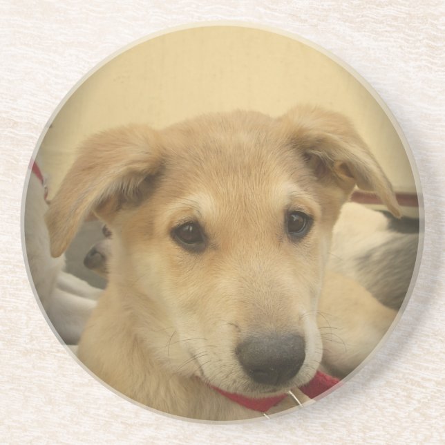 Niedliche Hunde und Welpen Mans Second Best Friend Getränkeuntersetzer (Vorne)