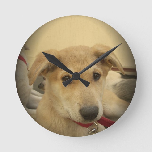 Niedliche Hunde und Welpen Mans Second Best Friend Runde Wanduhr (Vorderseite)