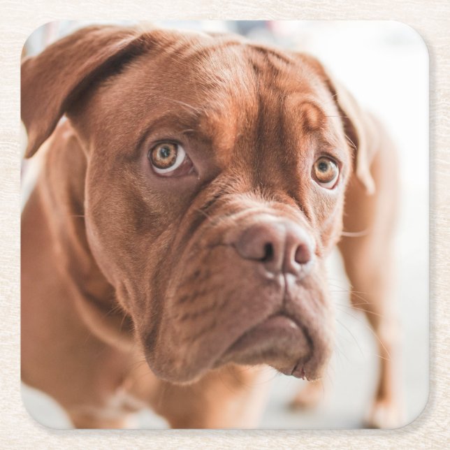 Niedliche Hunde Untersetzer 6 (Vorderseite)