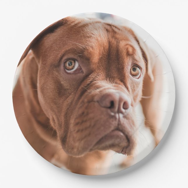 Niedliche Hundepapier-Teller 6 Pappteller (Vorderseite)