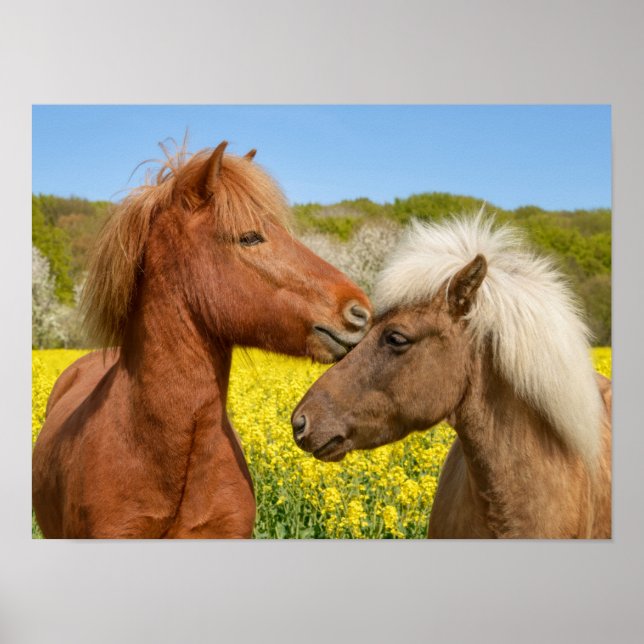 Niedliche isländische Pferde in einer Frühlingswie Poster (Vorne)
