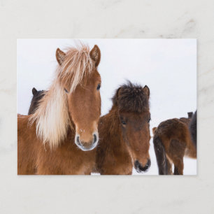 Niedliche isländische Pferde Postkarte