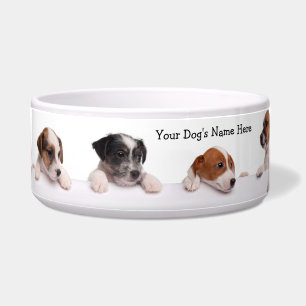 Niedliche Jack-Russell-Welpen warteten ihre Napf