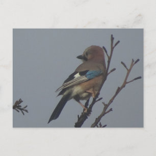 Niedliche Jay in Tree DIY Postkarte