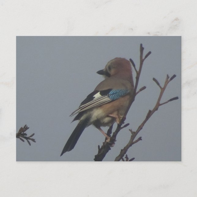 Niedliche Jay in Tree DIY Postkarte (Vorderseite)