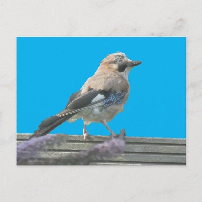 Niedliche Jay Nahe Postkarte (Vorderseite)