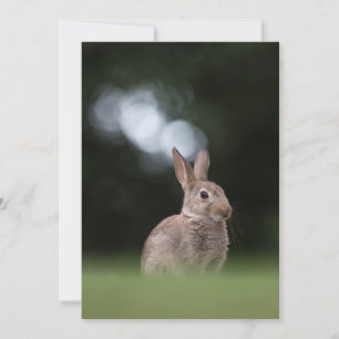 Niedliche Kaninchennatur-Fotokarte Einladung