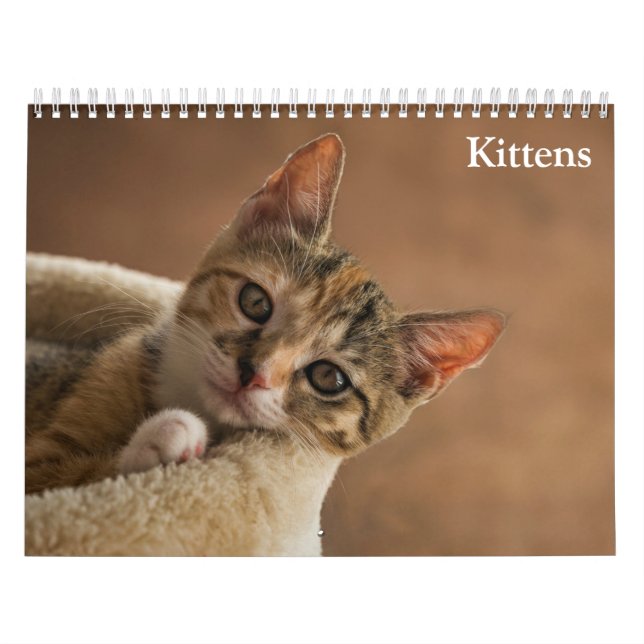 Niedliche Kätzchen 2025 Kalender (Titelbild)
