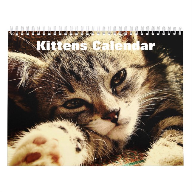 Niedliche Kätzchen 2025 Kalender (Titelbild)