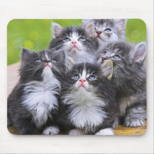 Niedliche Kätzchen Mousepad