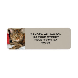 Niedliche Katze
