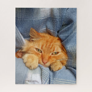Niedliche Katze