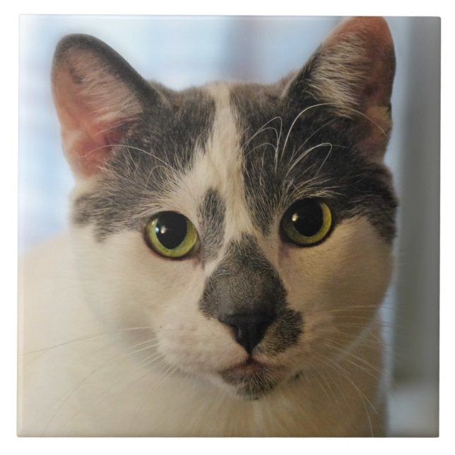 Niedliche Katze Fliese (Vorderseite)