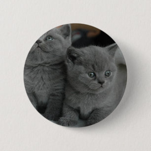 niedliche Katze jungen Kätzchenhaustierschnurren Button