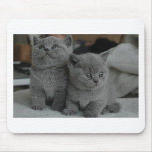 niedliche Katze jungen Kätzchenhaustierschnurren Mousepad