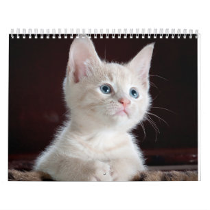 Niedliche Katze Kalender
