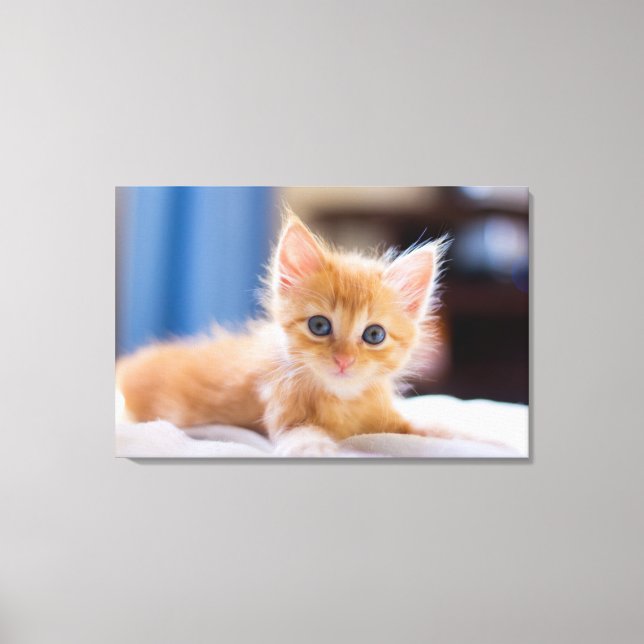 Niedliche Katze mit blauen Augen Leinwanddruck (Vorderseite)