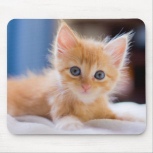 Niedliche Katze mit blauen Augen Mousepad